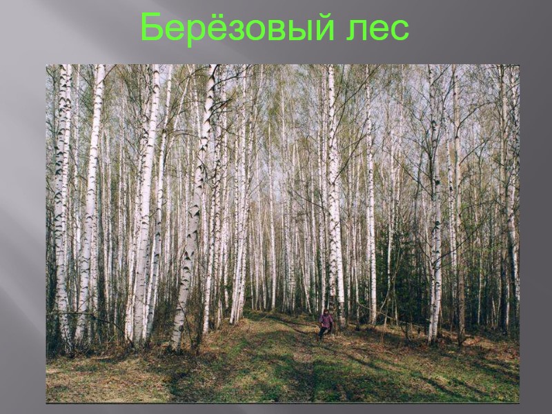 Берёзовый лес